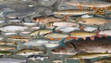 Balıkların Sınıflandırılması