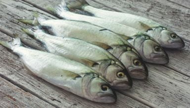 Lüfer Balığı Özellikleri, Avlama Dönemleri