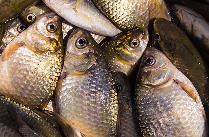 Bayat Balık Nasıl Anlaşılır ?