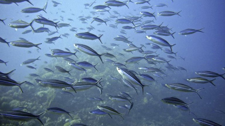 Hangi Ayda Hangi Balık Yenir