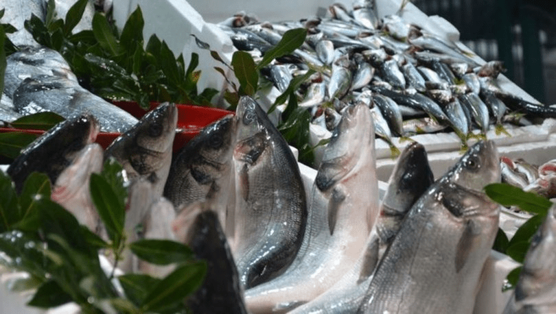 Ekim Ayı Balıkları