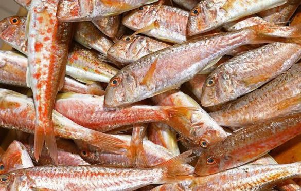 Tekir Balığı Özellikleri, Kırmızı Balık Tekir Balığının Faydaları