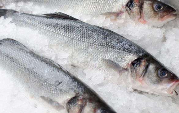 Levrek Balığı Özellikleri, Hangi Denizde Bulunur? Hangi Ayda Avlanır?