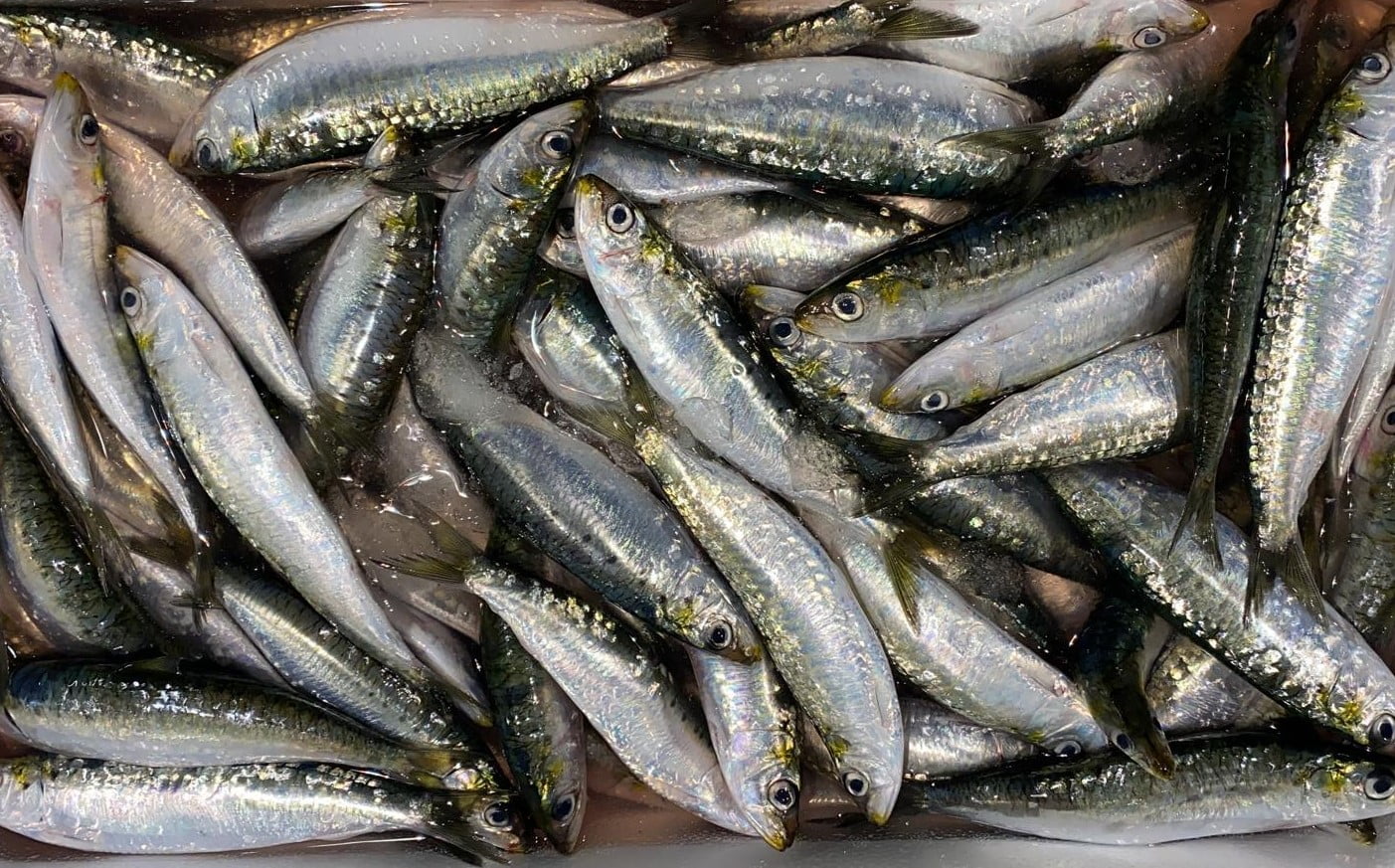 Sardalya Balığı: Faydaları, Özellikleri ve Pişirme Yöntemleri