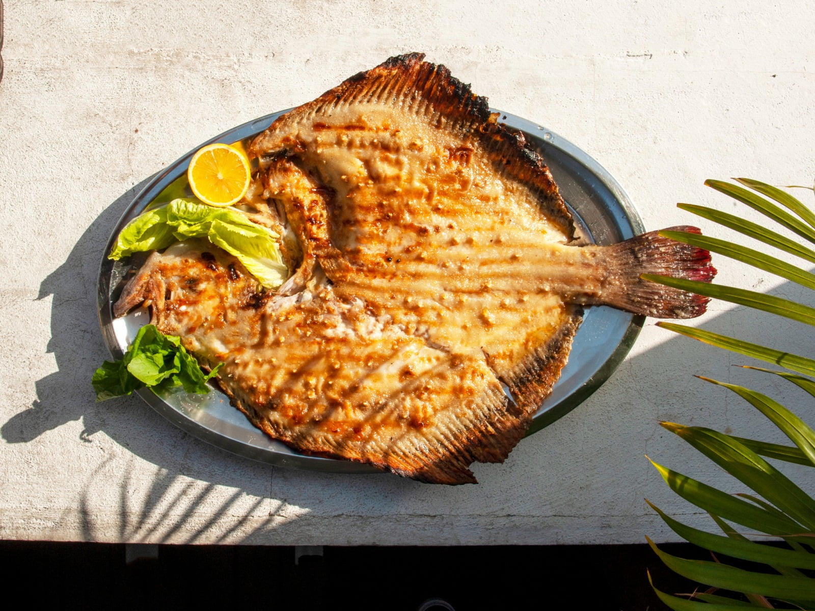 Şubat Ayı Balıkları