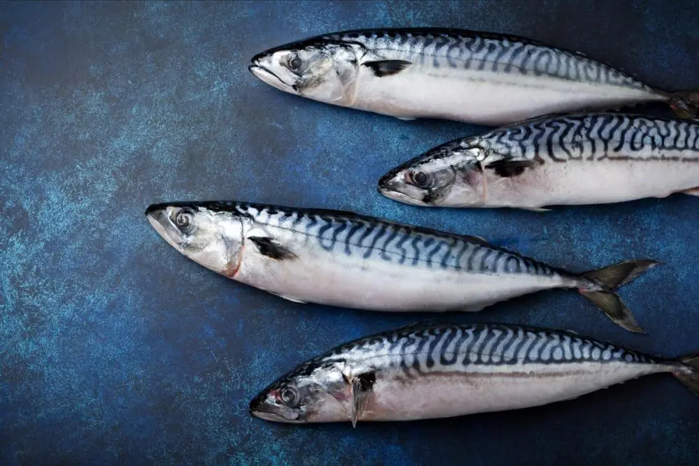 Uskumru Balığı Özellikleri, Hangi Denizde Bulunur? Hangi Ayda Avlanır?